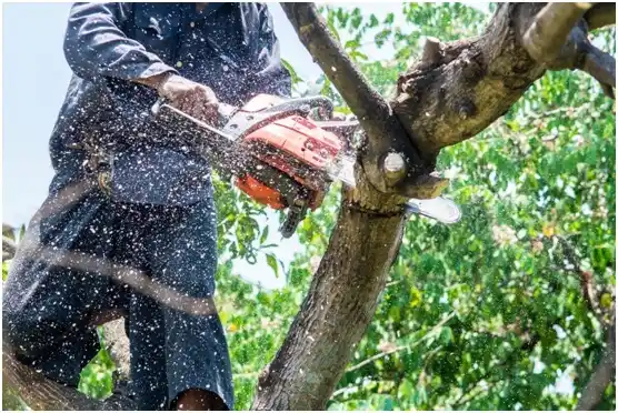 tree services Alvarado